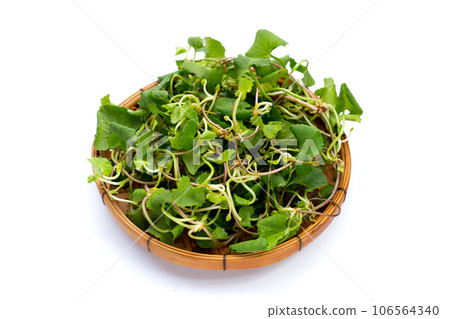 Gotu kola plant or Asiatic pennywort, Indian pennywort 106564340