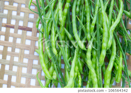 Rat-tailed radish. Fresh organic vegetables Rat-tailed radish. Fresh organic vegetables 106564342