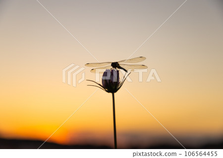 秋天,蜻蜓棲息在櫻花花蕾上 秋天,蜻蜓棲息在櫻花花蕾上 106564455