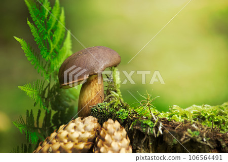 Imleria badia (Boletus badius) or Bay Bolete 106564491