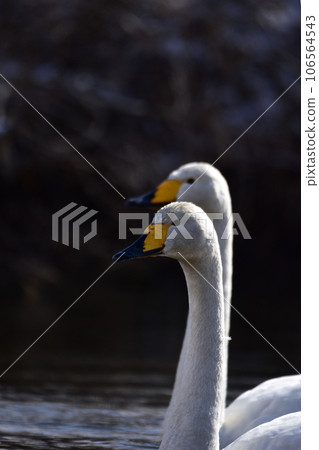 Close-up of two swans Close-up of two swans 106564543