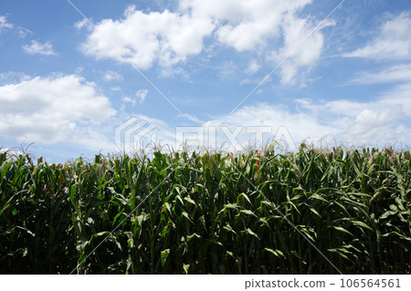 玉米田 玉米田 106564561