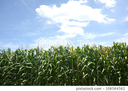 玉米田 106564562