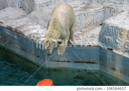 一隻北極熊跳入游泳池天王寺動物園 106564637
