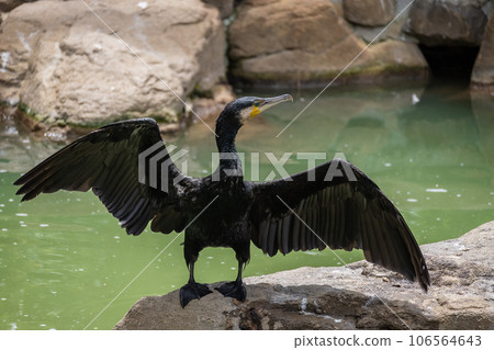 展開翅膀的鸕鶿 天王寺動物園 鳥類的天堂 106564643