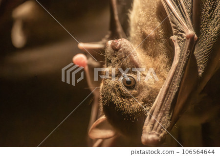 Egypt Rouset flying fox Tennoji Zoo Nocturnal Animal House 106564644