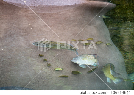 Nile tilapia pecking the skin of a hippo Tennoji Zoo Hippo House Nile tilapia pecking the skin of a hippo Tennoji Zoo Hippo House 106564645