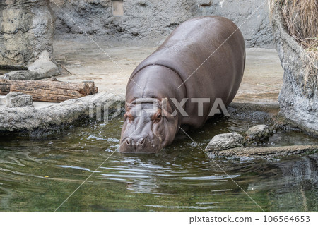 Hippopotamus entering the pond Tennoji Zoo 106564653