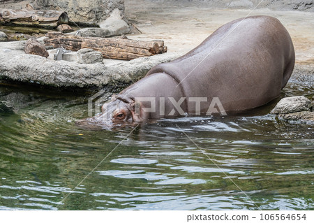 Hippopotamus entering the pond Tennoji Zoo 106564654