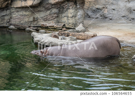 Hippopotamus entering the pond Tennoji Zoo 106564655