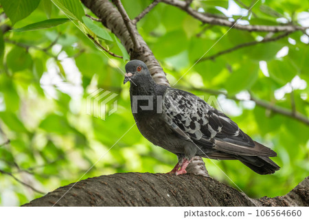 Rock Pigeon (Dove) perching on a tree Rock Pigeon (Dove) perching on a tree 106564660