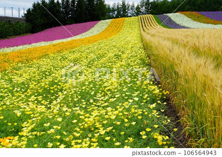 Colorful flower garden at Farm Tomita 106564943