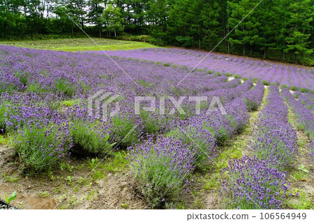 Lavender field of Farm Tomita 106564949