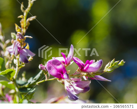 陽光明媚的秋天花園裡盛開著可愛的三葉草花 106565571