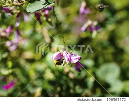 蜜蜂把臉伸進三葉草花里 106565572