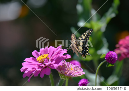 Zinnia flowers and butterflies Zinnia flowers and butterflies 106565748