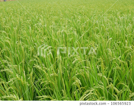 夏季稻田 夏季稻田 106565923