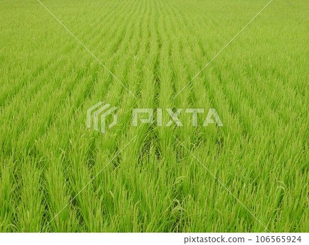 Summer rice field 106565924
