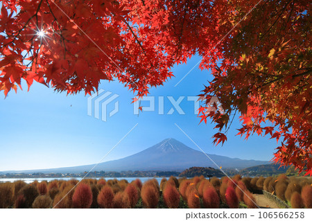 Mt. Fuji seen from the autumn maple and kochia walking path (Kawaguchiko Oishi Park) Mt. Fuji seen from the autumn maple and kochia walking path (Kawaguchiko Oishi Park) 106566258