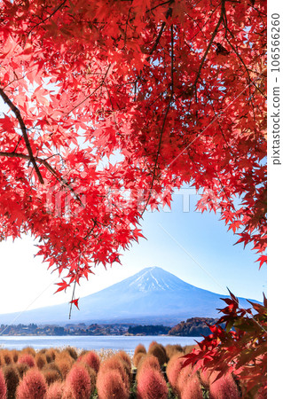 Mt. Fuji seen from the autumn maple and kochia walking path (Kawaguchiko Oishi Park) Mt. Fuji seen from the autumn maple and kochia walking path (Kawaguchiko Oishi Park) 106566260