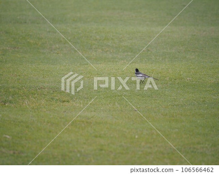 一隻白色鶺鴒在荒川河床的草原上漫步尋找食物 106566462