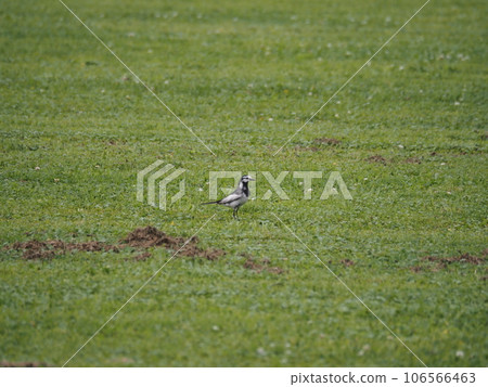 一隻白色鶺鴒在荒川河床的草原上漫步尋找食物 106566463