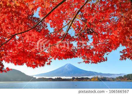 Autumn maple leaves on the shore of Kawaguchiko and Mt. Fuji, Kawaguchiko Town, Yamanashi Prefecture Autumn maple leaves on the shore of Kawaguchiko and Mt. Fuji, Kawaguchiko Town, Yamanashi Prefecture 106566567