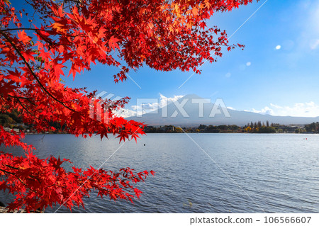 Autumn maple leaves on the shore of Kawaguchiko and Mt. Fuji, Kawaguchiko Town, Yamanashi Prefecture Autumn maple leaves on the shore of Kawaguchiko and Mt. Fuji, Kawaguchiko Town, Yamanashi Prefecture 106566607