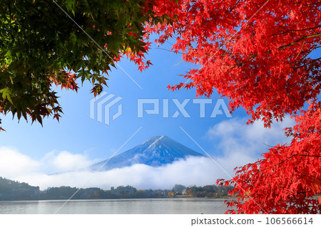 Autumn maple leaves on the shore of Kawaguchiko and Mt. Fuji, Kawaguchiko Town, Yamanashi Prefecture 106566614