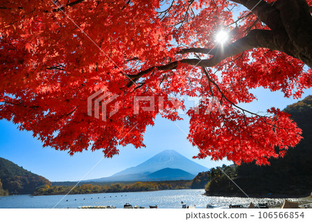 秋天的風景:從山梨縣精進湖畔看到的楓葉富士山 秋天的風景:從山梨縣精進湖畔看到的楓葉富士山 106566854