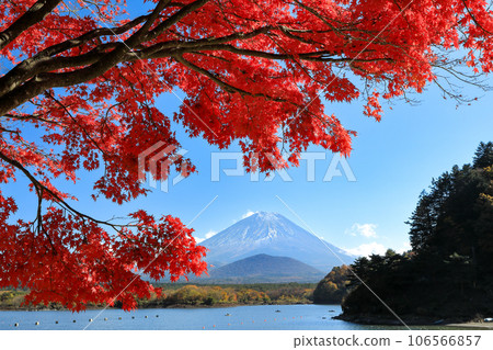 Autumn scenery: Mt. Fuji seen from the shore of Lake Shoji with maple leaves, Yamanashi Prefecture Autumn scenery: Mt. Fuji seen from the shore of Lake Shoji with maple leaves, Yamanashi Prefecture 106566857