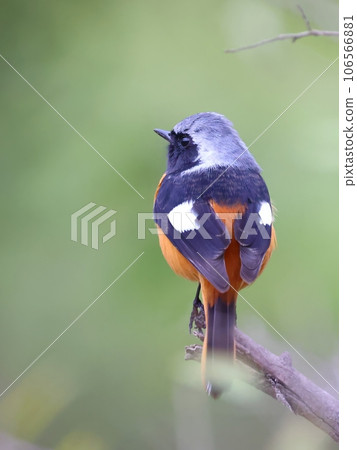 黃尾鴝的背面和側臉 106566881