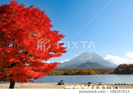 Autumn scenery: Mt. Fuji seen from the shore of Lake Shoji with a single maple in autumn leaves, Yamanashi Prefecture Autumn scenery: Mt. Fuji seen from the shore of Lake Shoji with a single maple in autumn leaves, Yamanashi Prefecture 106567015