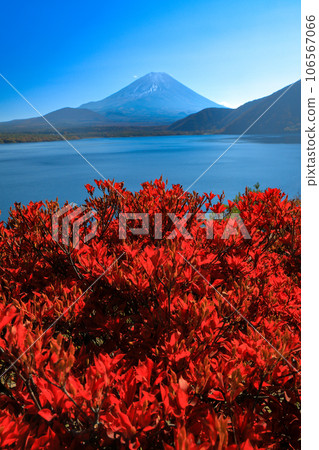 Mt. Fuji seen from Lake Motosu in its autumn leaves, Yamanashi Prefecture Mt. Fuji seen from Lake Motosu in its autumn leaves, Yamanashi Prefecture 106567066