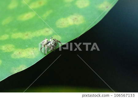 Jumping spider on lotus leaf Jumping spider on lotus leaf 106567133