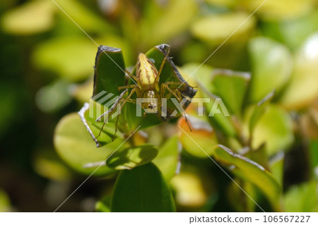 Sasa spider female Sasa spider female 106567227