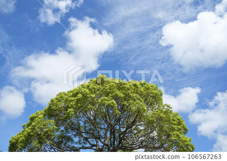 Summer sky, Kusunoki sprouts and blue sky 106567263