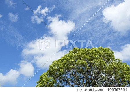 Summer sky, Kusunoki sprouts and blue sky Summer sky, Kusunoki sprouts and blue sky 106567264