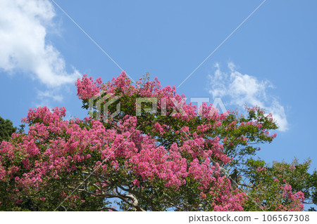 The celadon red flower blooming in the summer sky The celadon red flower blooming in the summer sky 106567308