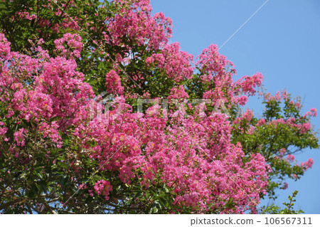 The celadon red flower blooming in the summer sky The celadon red flower blooming in the summer sky 106567311
