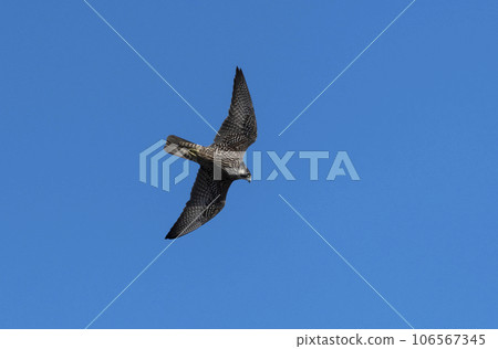 The impressive, bold and menacing appearance of a hunting Peregrine Falcon in flight at Hyoko, Niigata, Japan The impressive, bold and menacing appearance of a hunting Peregrine Falcon in flight at Hyoko, Niigata, Japan 106567345