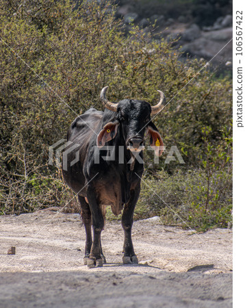 照片素材:瘤牛(zebu)照片 照片素材:瘤牛(zebu)照片 106567422