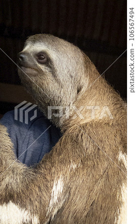 樹懶寶寶盯著顧客 106567494