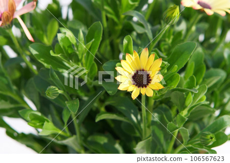 Potted osteospermum 106567623
