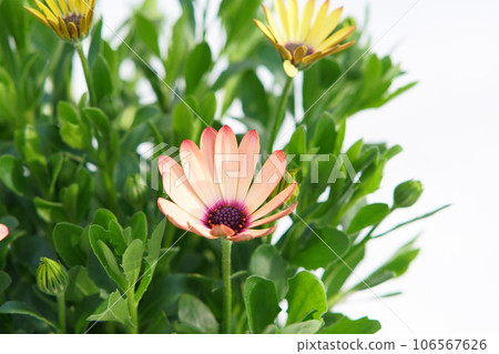 盆栽的骨胚乳 106567626