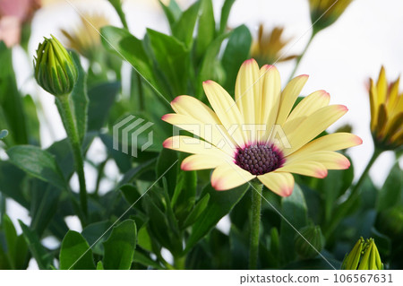 Potted osteospermum 106567631