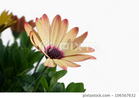 Potted osteospermum 106567632