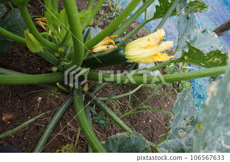 zucchini zucchini 106567633