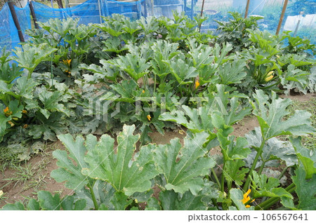 zucchini zucchini 106567641