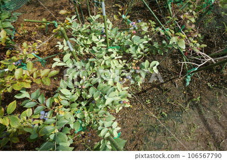 blueberry blueberry 106567790